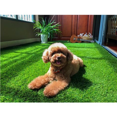 CESPED ARTIFICIAL 2X5 METROS 20MM SERIE ELEGANT SUNGARDEN - Imagen 5